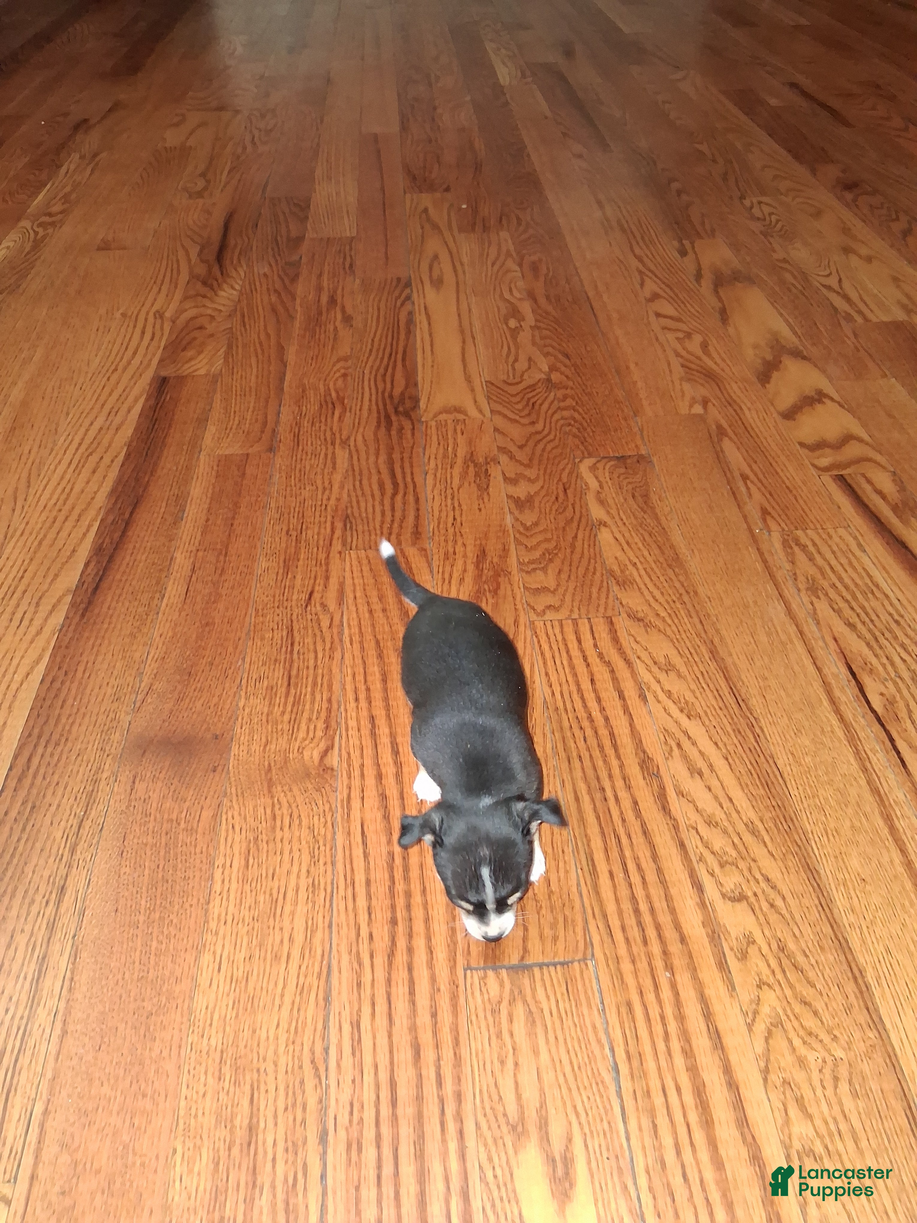 Chihuahua dogs Chihuahua Puppy 2 - Ad 42