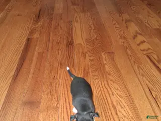 Chihuahua dogs Chihuahua Puppy 2 - Ad 42