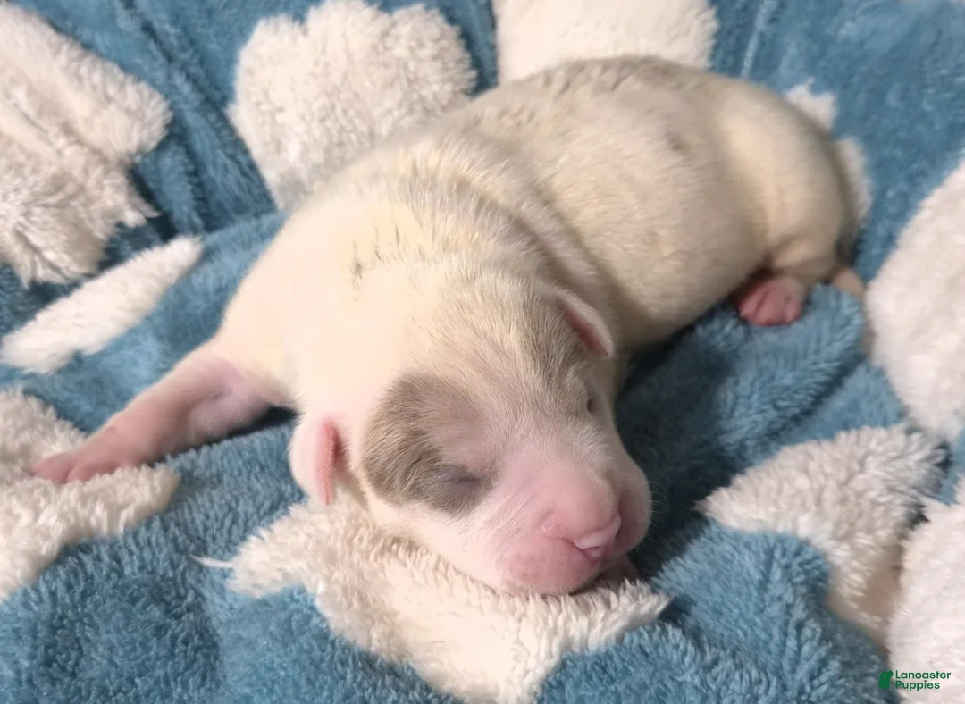 American Bully dogs for sale: "BEAD PITT" - Ad 2