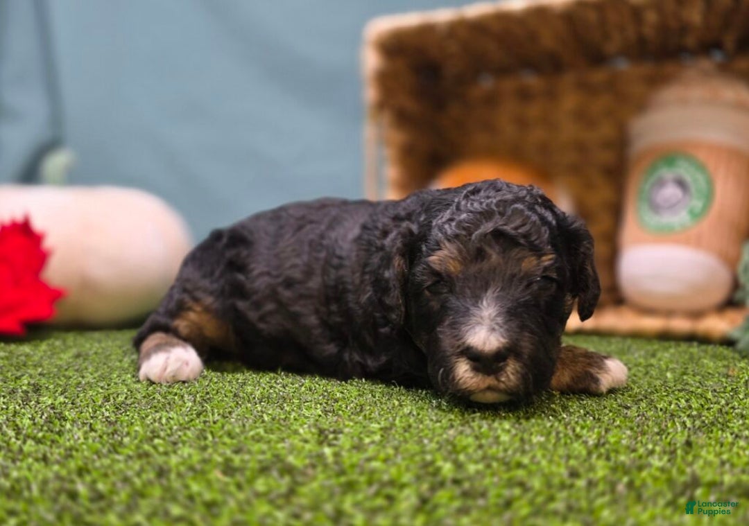 Mini Bernedoodle dogs for sale: Winnie - Ad 4