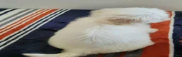 Shih Tzu dogs for sale: Shih Tzu 4 - Ad 3
