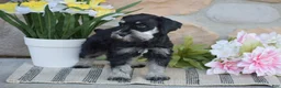 Miniature Schnauzer dogs for sale: Tucker - Ad 4
