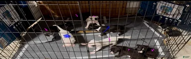 Mixed Breed Puppy 2