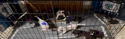 Mixed Breed dogs for sale: Mixed Breed Puppy 2 - Ad 1