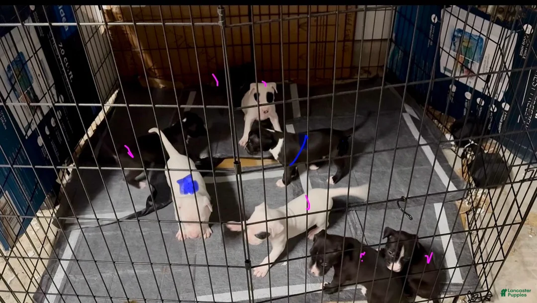 Mixed Breed dogs for sale: Mixed Breed Puppy 2 - Ad 1