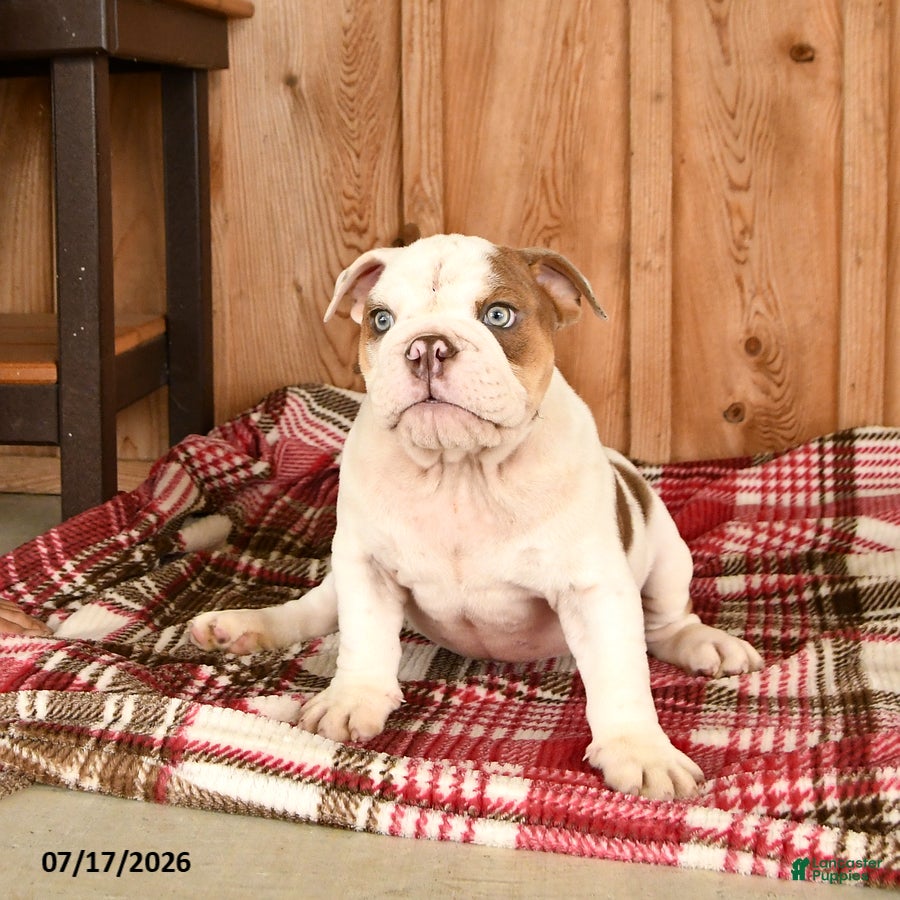 English Bulldog dogs Max - Ad 1