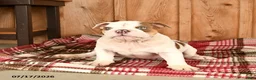 English Bulldog dogs for sale: Max - Ad 1