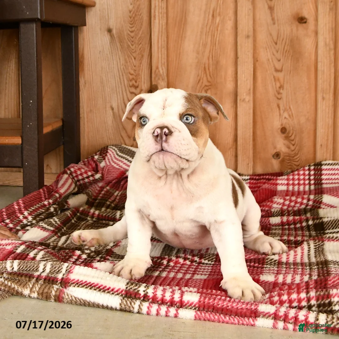 English Bulldog dogs for sale: Max - Ad 1
