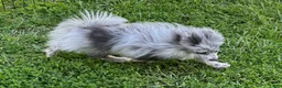 Pomeranian dogs for sale: Blue Merle  - Ad 3