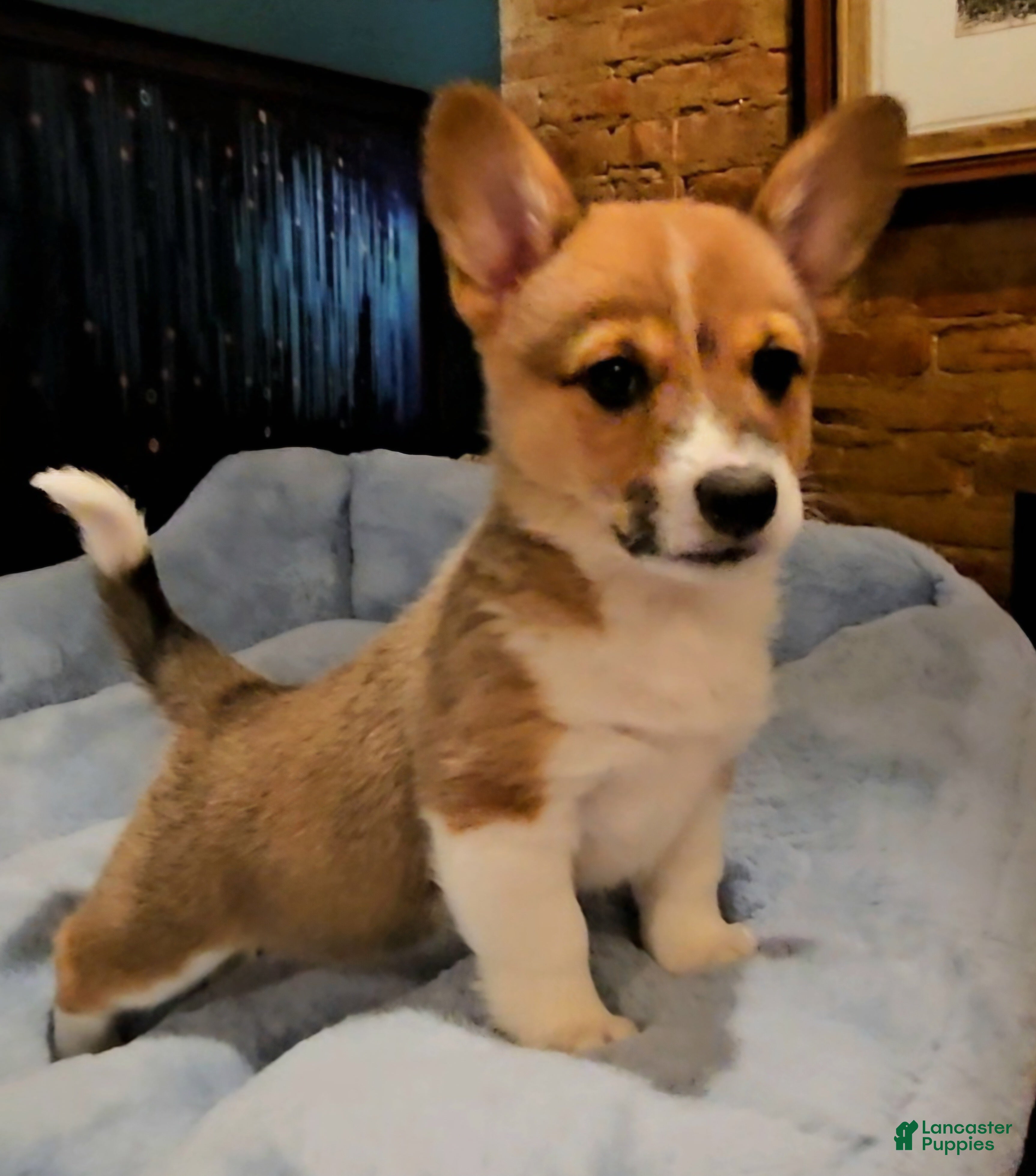 Mixed Breed dogs Paloma - Ad 9