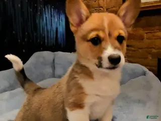 Mixed Breed dogs Paloma - Ad 9