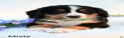 Bernese Mountain Dog dogs for sale: Misty  - Ad 3