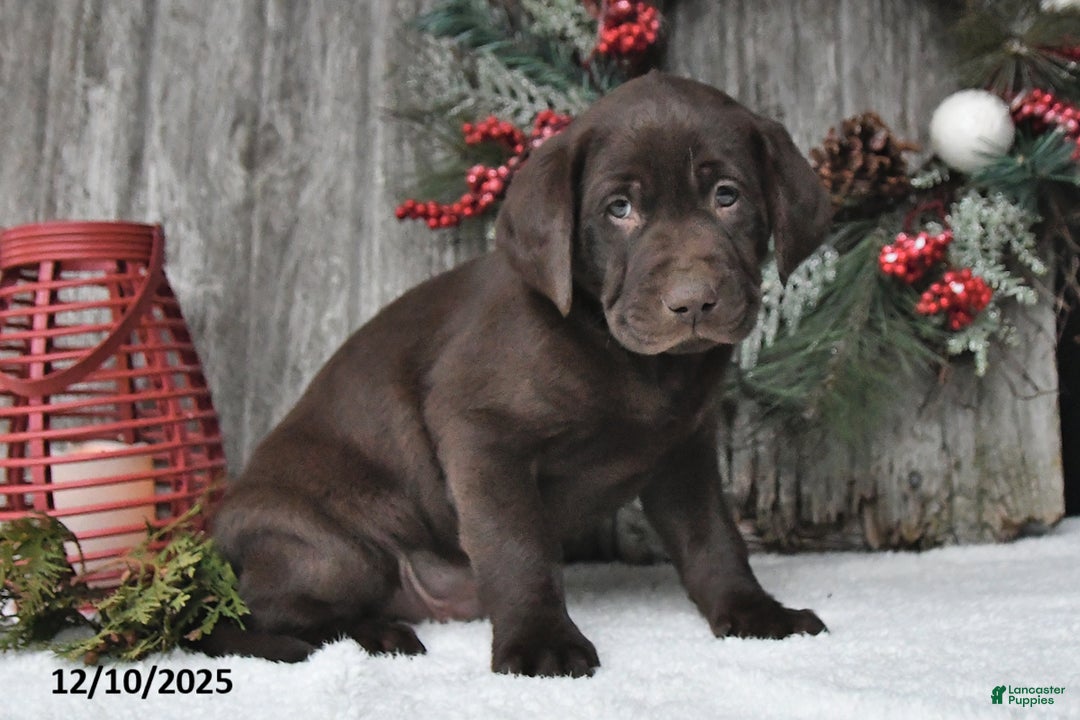 Labrador Retriever dogs for sale: Cody - Ad 3