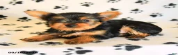 Yorkshire Terrier dogs for sale: Julian - Ad 4