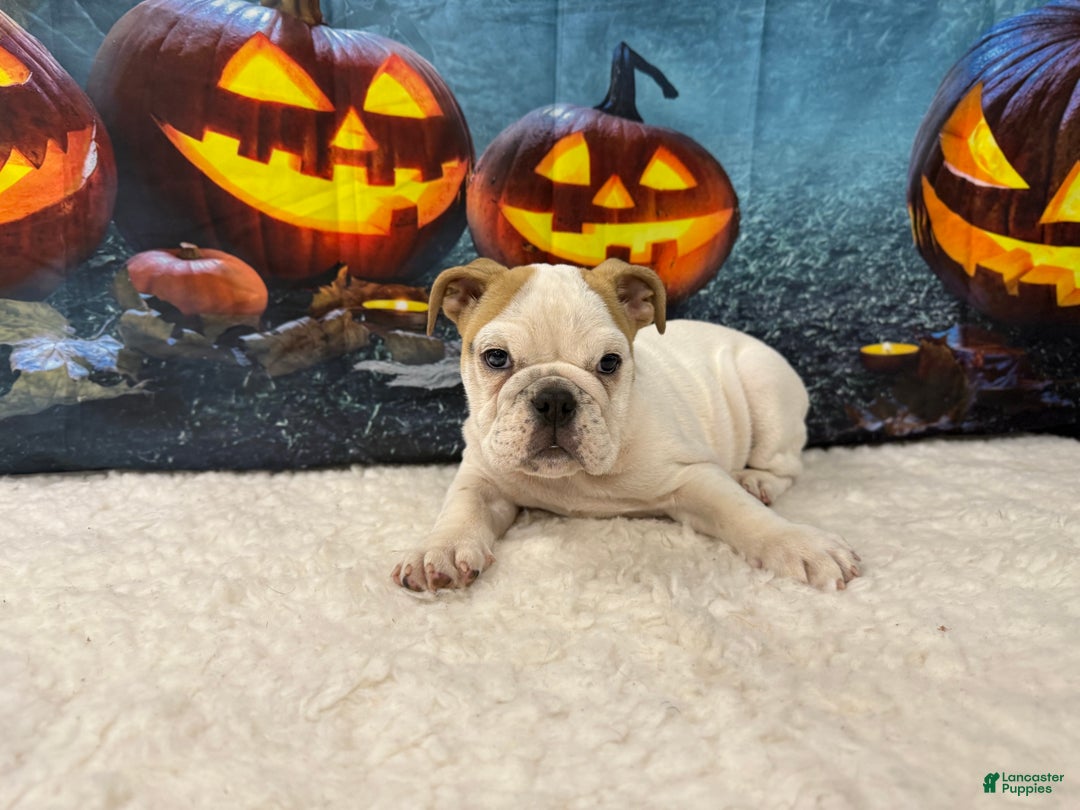 English Bulldog dogs for sale: Snow white - Ad 3