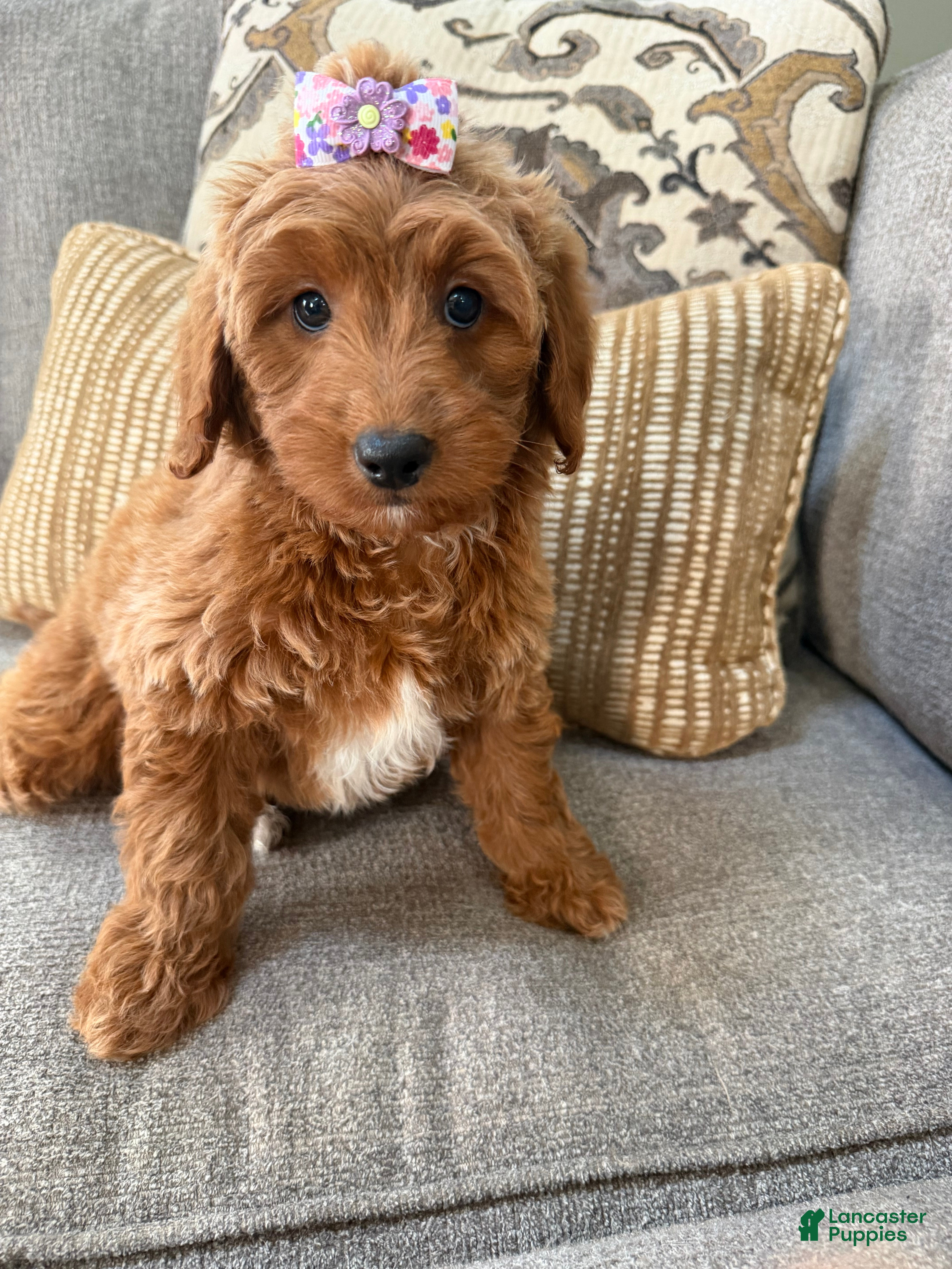 Mini Goldendoodle dogs for sale: Mini Goldendoodle 2 - Ad 2