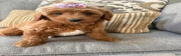 Mini Goldendoodle dogs for sale: Mini Goldendoodle 2 - Ad 2
