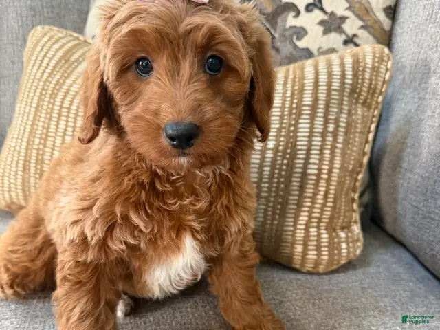Mini Goldendoodle dogs for sale: Mini Goldendoodle 2 - Ad 2