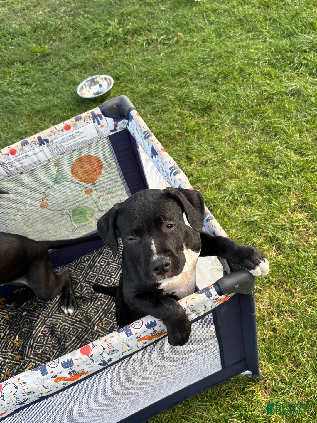 American Pit Bull Terrier dogs for sale: Loki - Ad 1