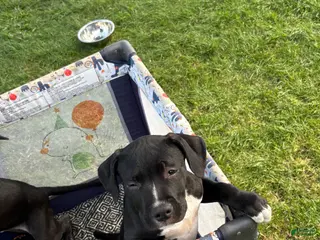 American Pit Bull Terrier dogs Loki - Ad 1