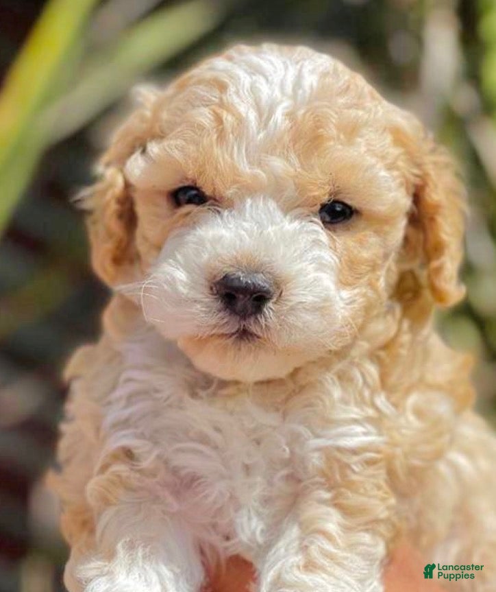 Maltipoo dogs for sale: Sammy - Ad 3