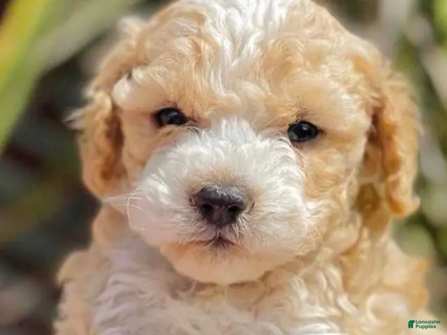 Maltipoo dogs for sale: Sammy - Ad 38