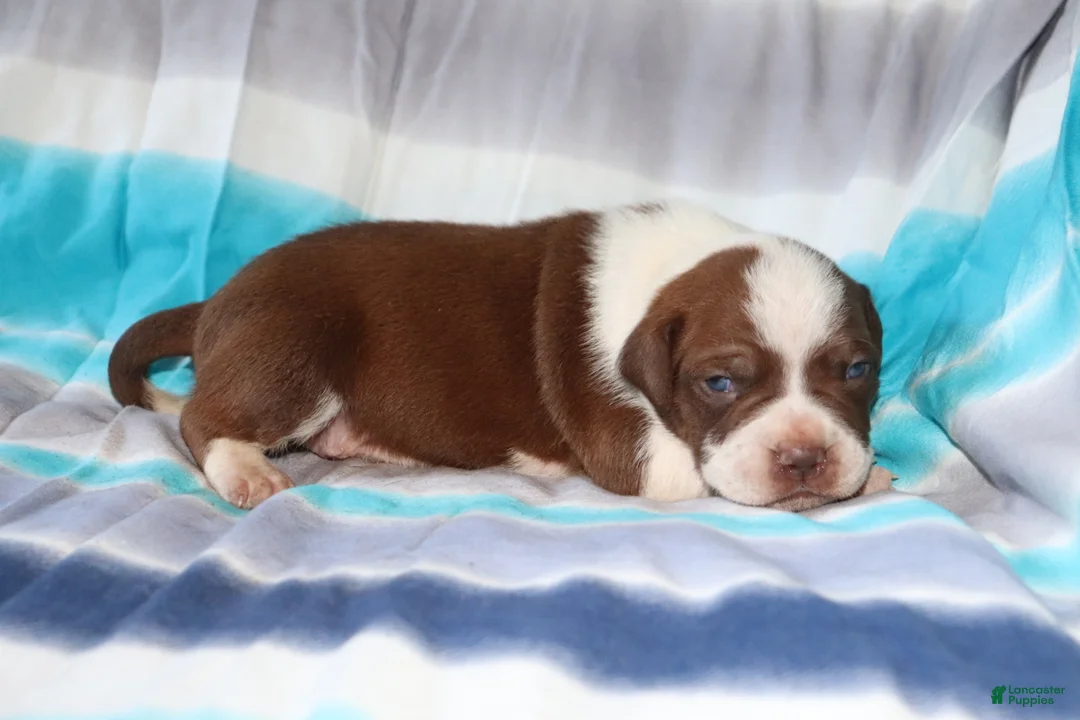American Bully dogs for sale: JAR JAR BINKS - Ad 1
