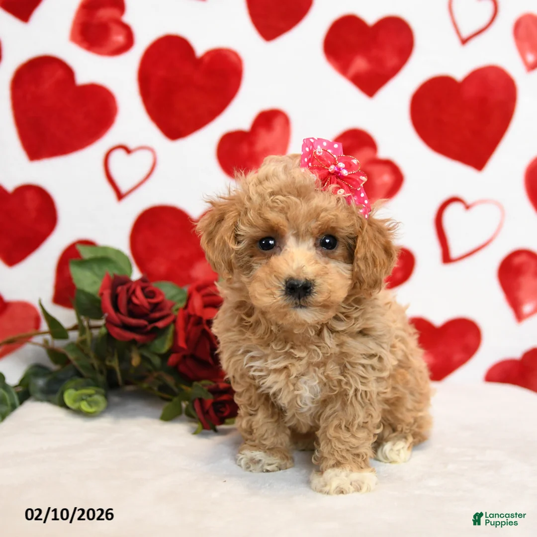 Mixed Breed dogs for sale: Dove - Ad 3