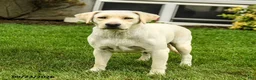 Labrador Retriever dogs for sale: Dozer - Ad 6