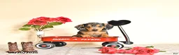 Miniature Dachshund dogs for sale: Curtis - Ad 5