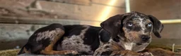 Catahoula Leopard Dog dogs for sale: Tigger 2026 Male 1 - Ad 11