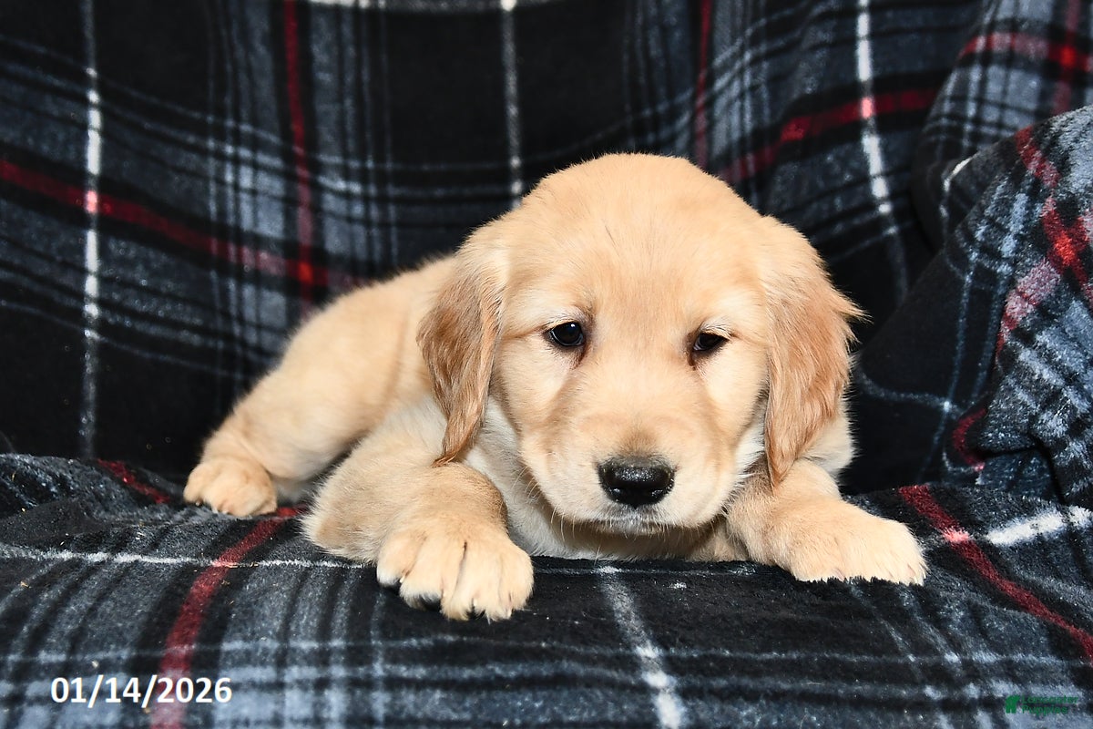 Golden Retriever dogs Tiffany - Ad 2