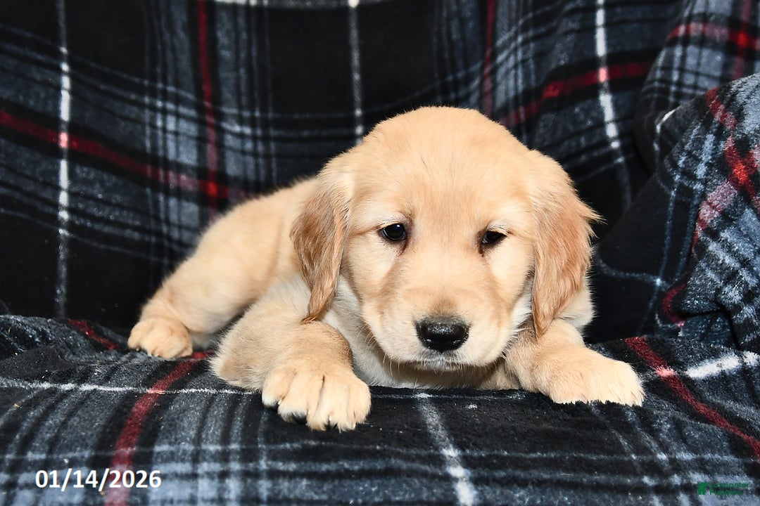 Golden Retriever dogs for sale: Tiffany - Ad 2