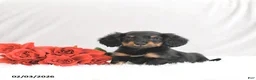 Miniature Dachshund dogs for sale: Pixie - Ad 1