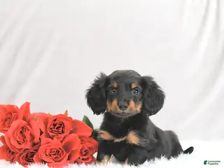 Miniature Dachshund dogs Pixie - Ad 21