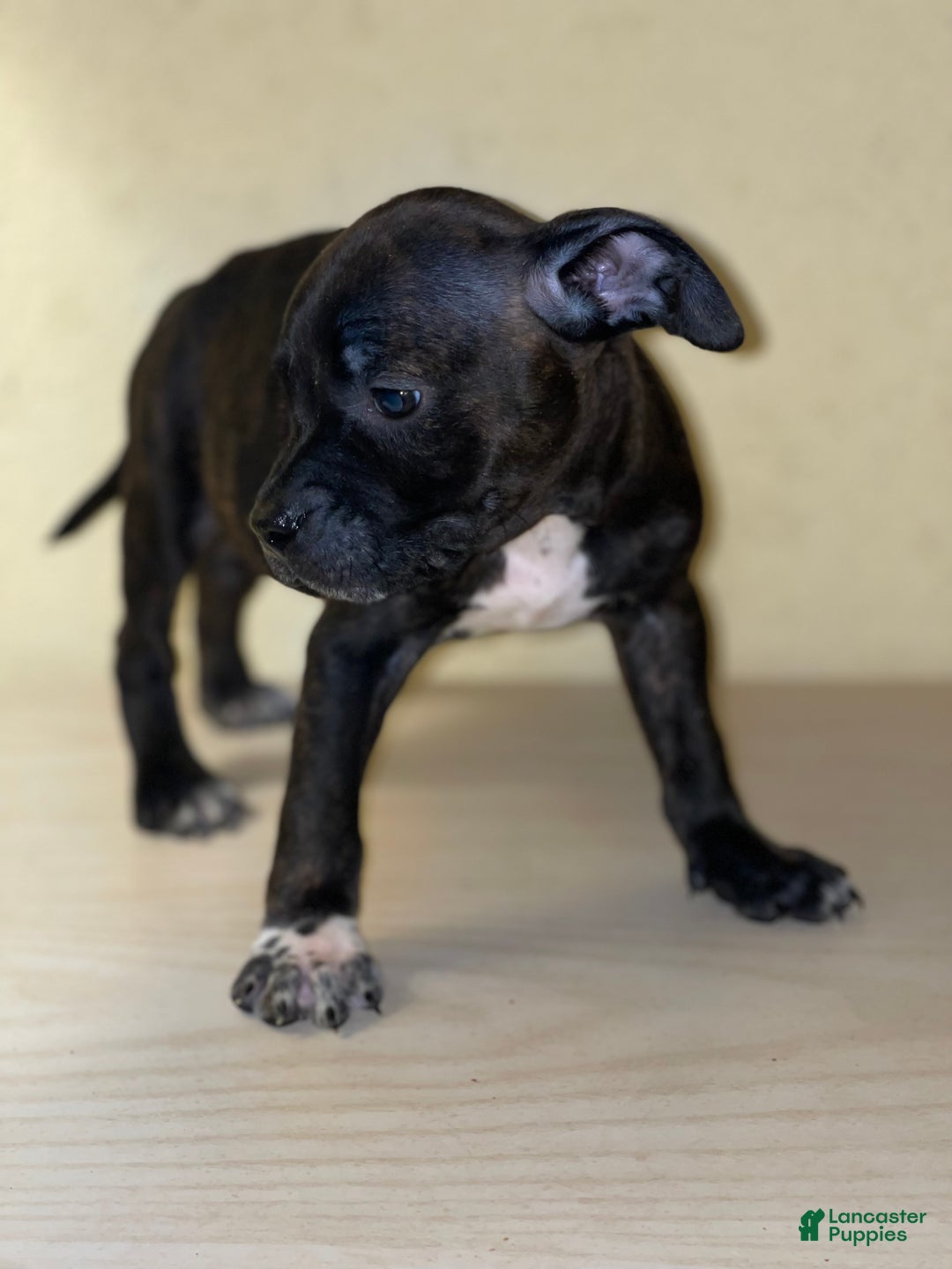 American Pit Bull Terrier dogs for sale: American Pit Bull Terrier Puppy 4 - Ad 2