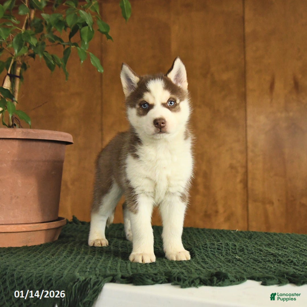 Siberian Husky dogs for sale: Baxter - Ad 3