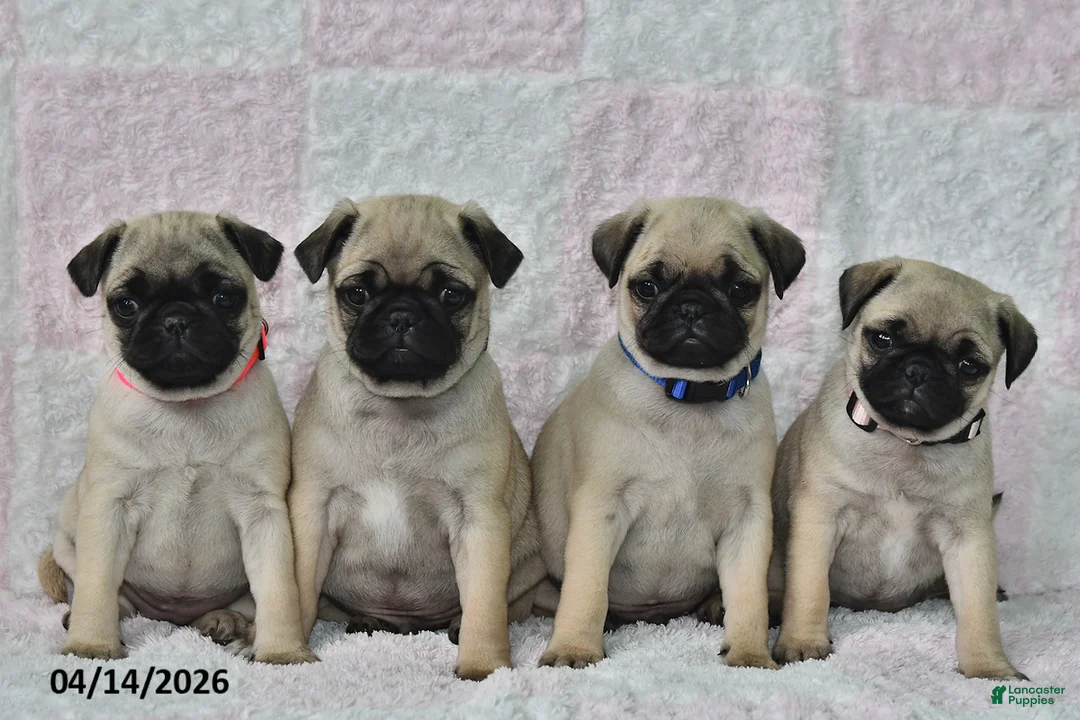 Pug dogs for sale: Smokey - Ad 5
