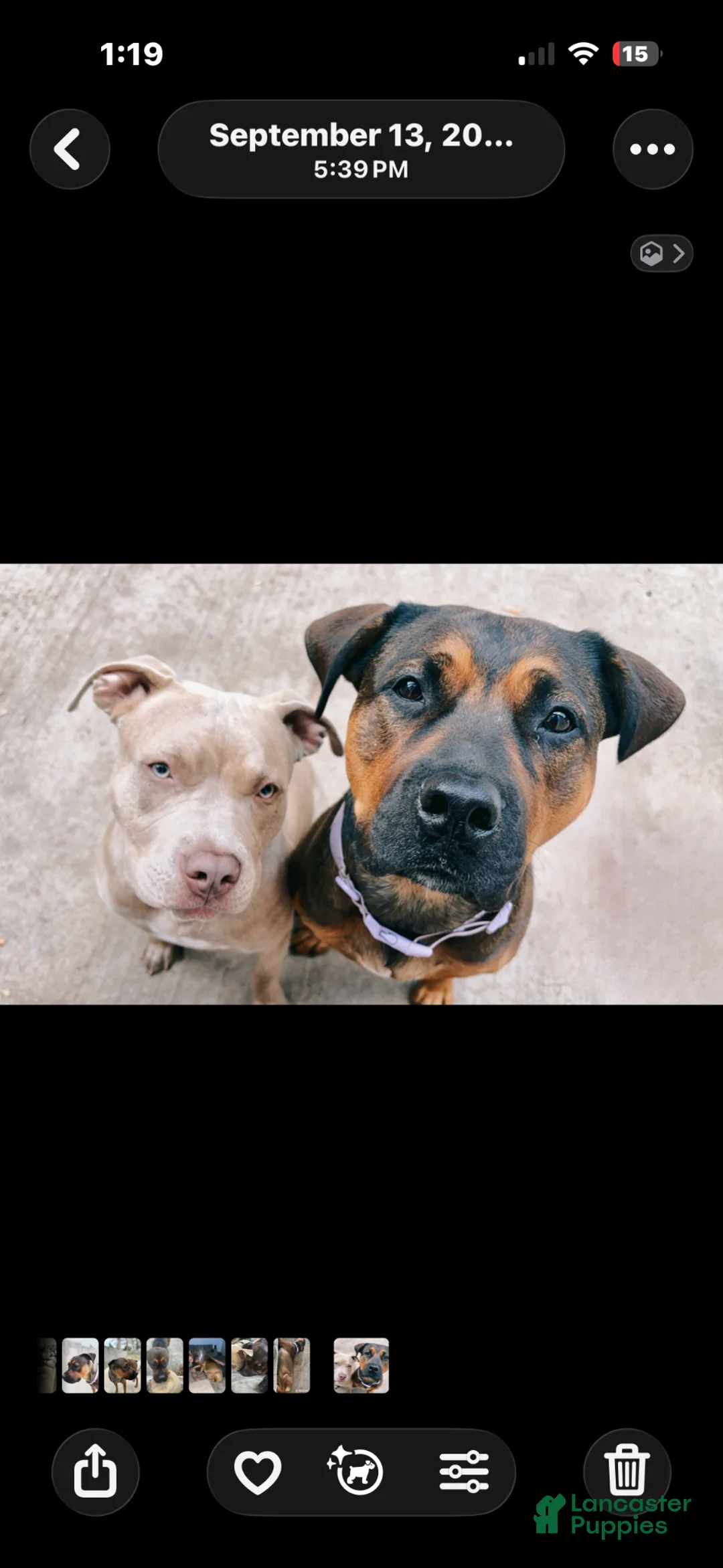 Mixed Breed dogs for sale: Mixed Breed Puppy 1 - Ad 19