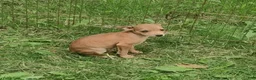 Miniature Pinscher dogs for sale: Rusty - Ad 3