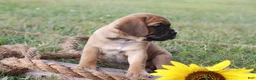 Puggle dogs for sale: Asher - Ad 4