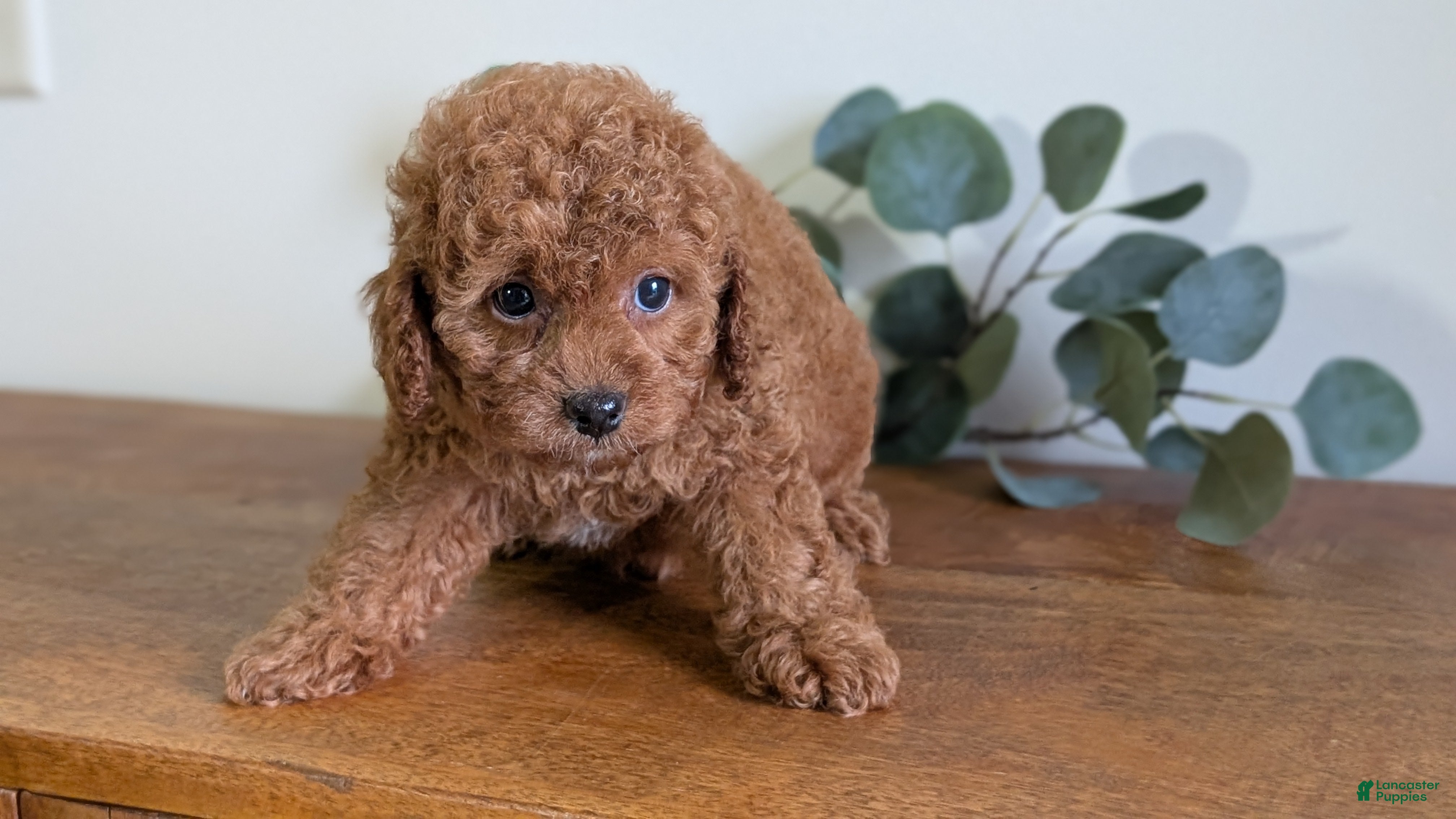 Cavapoo dogs Ezi - Ad 2