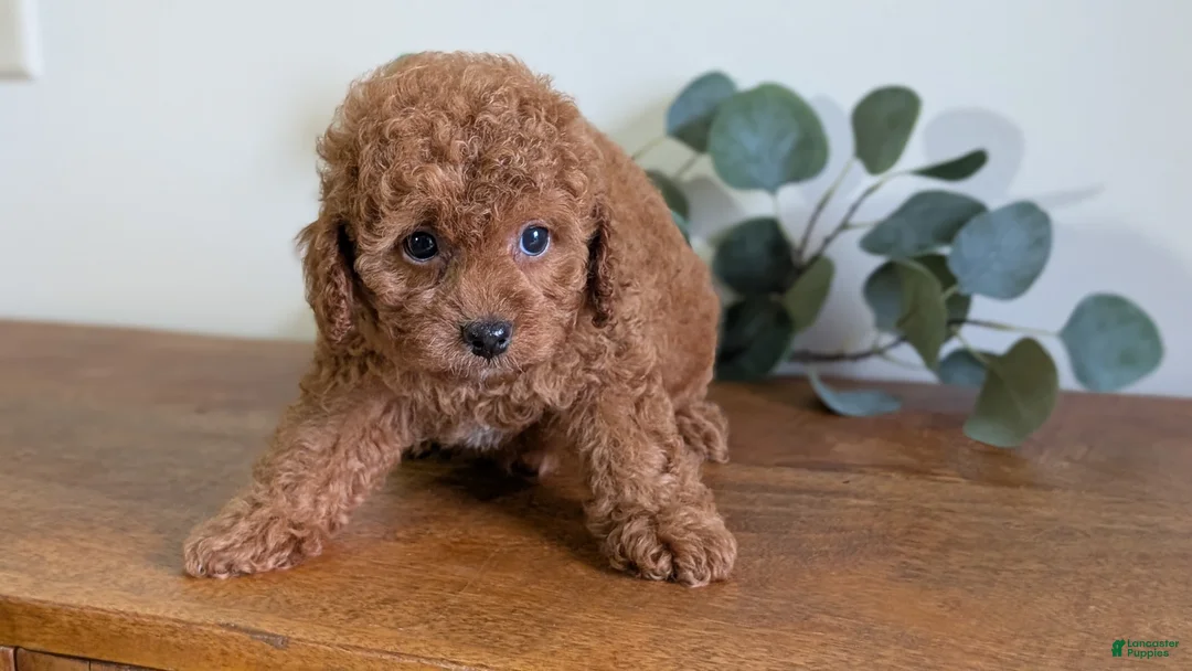Cavapoo dogs for sale: Ezi - Ad 2