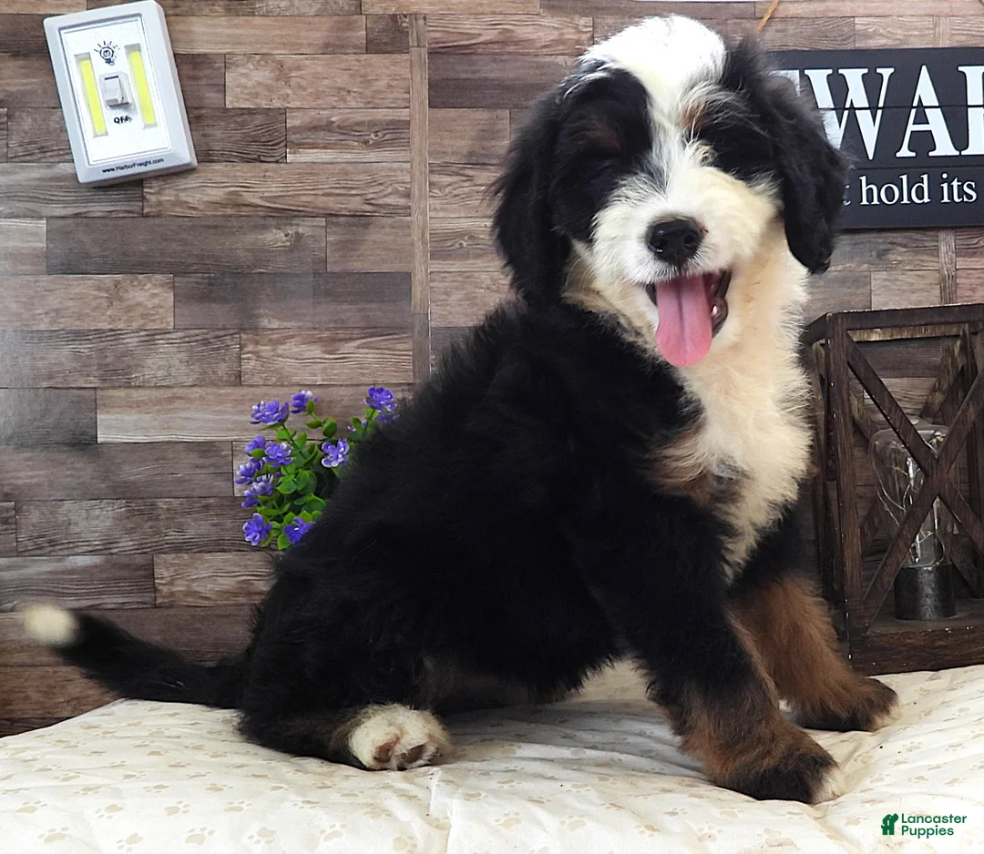 Mini Bernedoodle dogs for sale: #4 Female (Splash's) - Ad 2