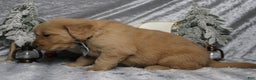 Golden Retriever dogs for sale: Frosty  - Ad 5
