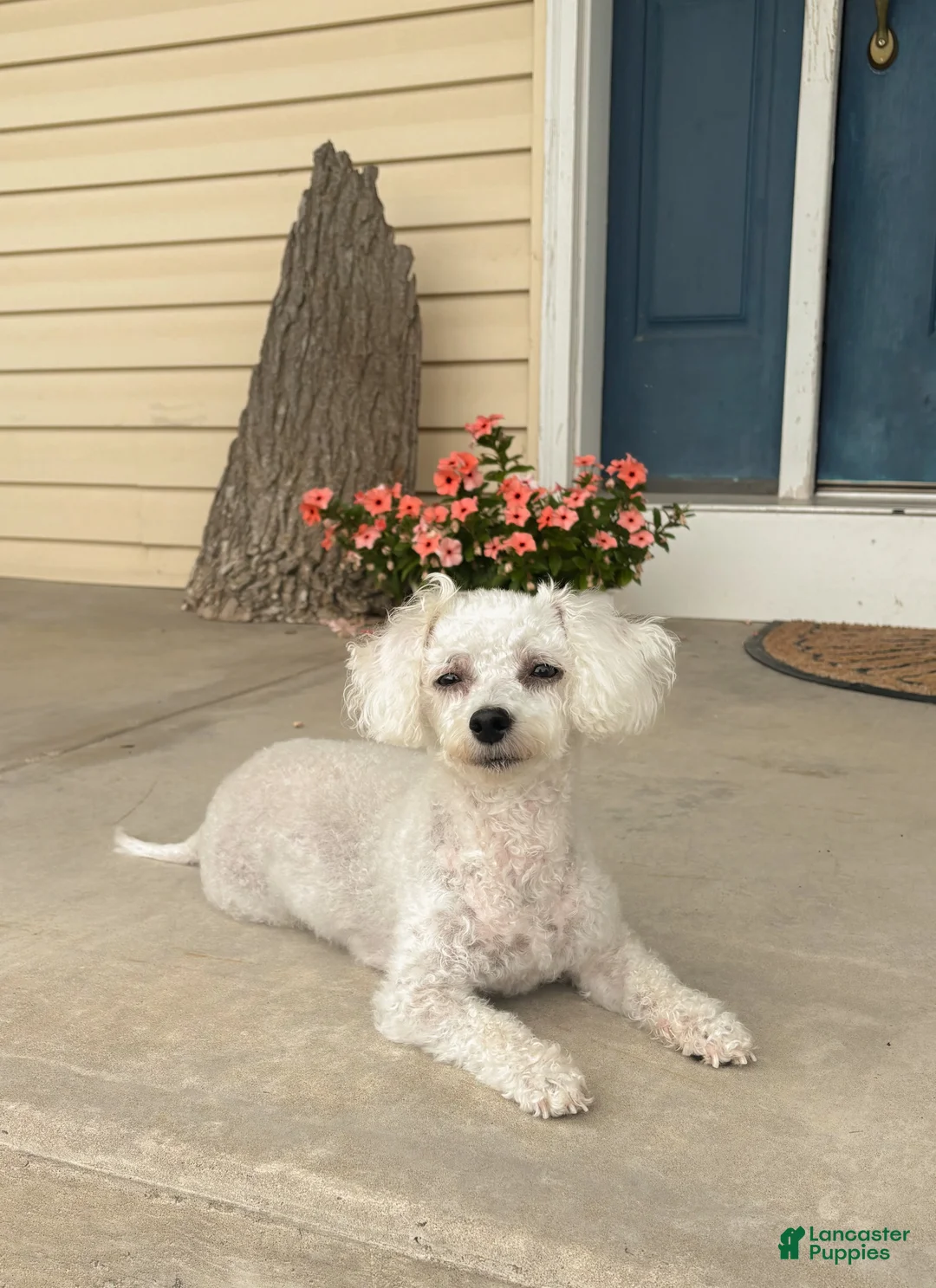 Bichpoo dogs for sale: Ivy - Ad 3