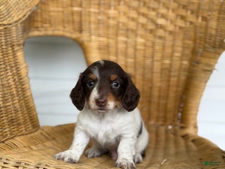 Miniature Dachshund dogs - Ad 18