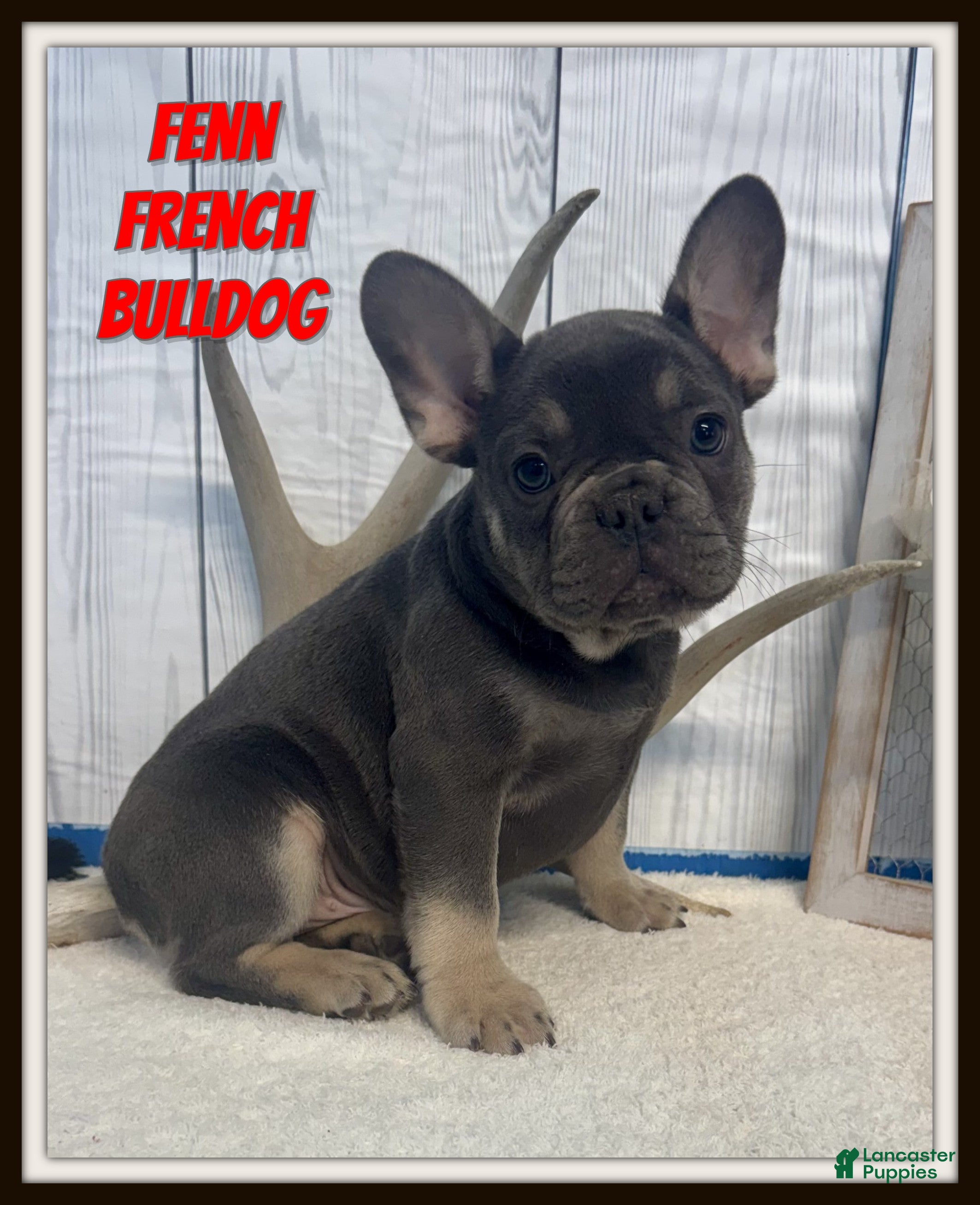 French Bulldog dogs Fenn - Ad 1