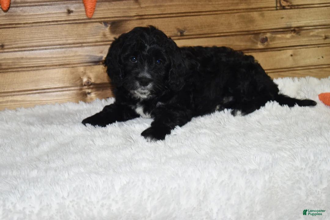 Cavapoo dogs for sale: Bingo  - Ad 2