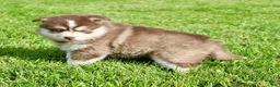 Pomsky dogs for sale: Daisy - Ad 4